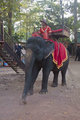 Elephants of Angkor1