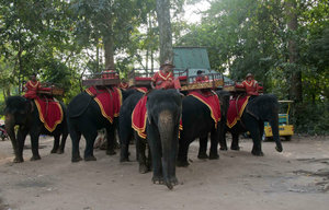 Elephants of Angkor