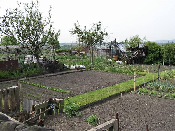  The Allotments