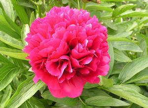 Peony in Wentworth