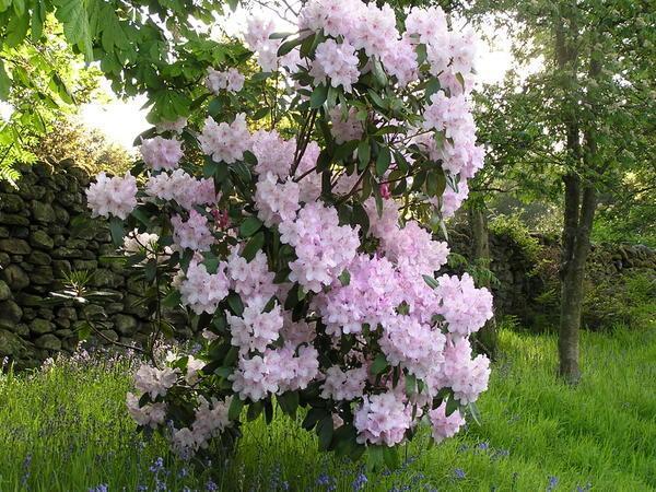 More Rhododendrons