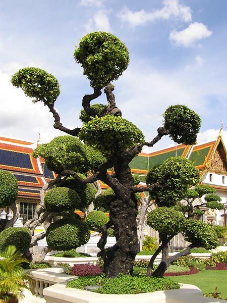 Topiary at the Grand Palace
