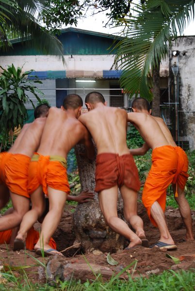 Novices ripping tree trunks out of the ground to build the House of the Hermit at a temple in Vientiane