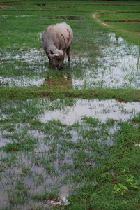 Buffalo in Rice Field