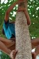 Boy Climbing Tree to Get Coconut