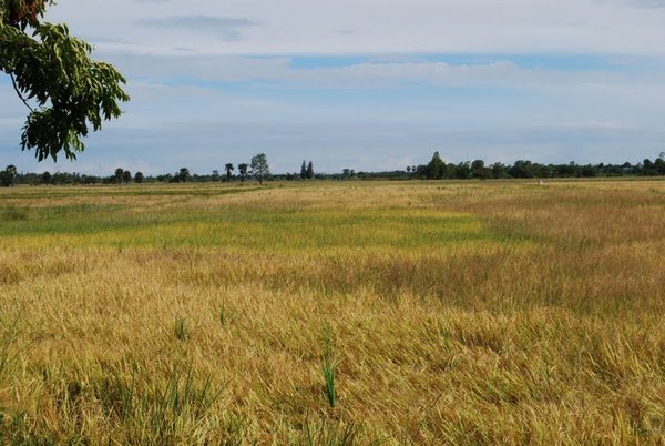 Wheat Field (Perhaps?)