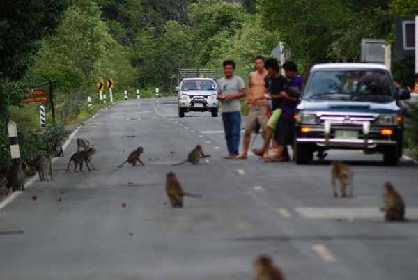 Monkeys in the National Park Invading the Road