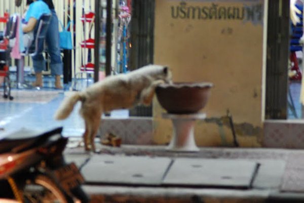 Dog Drinking from a Flower Pot