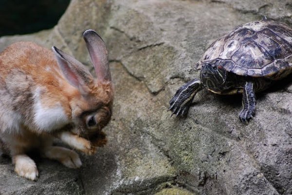 The Turtle and the Hare who Lived Together at the Aquarium