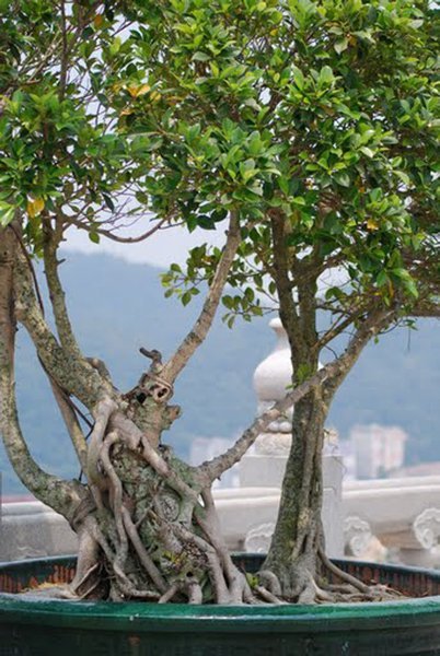 Bonsai Tree Overlooking Town