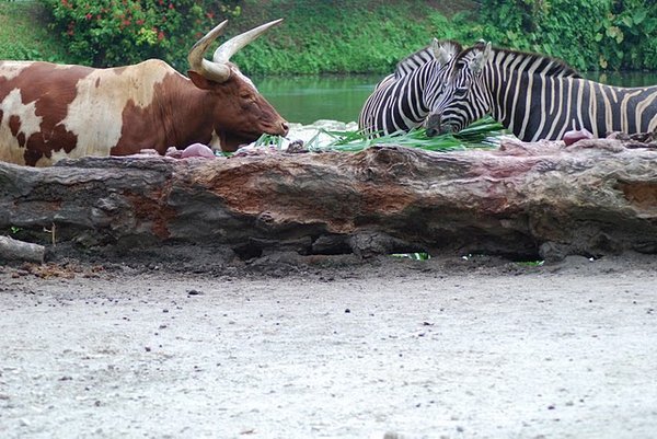 Zebra and Bull Eating Together