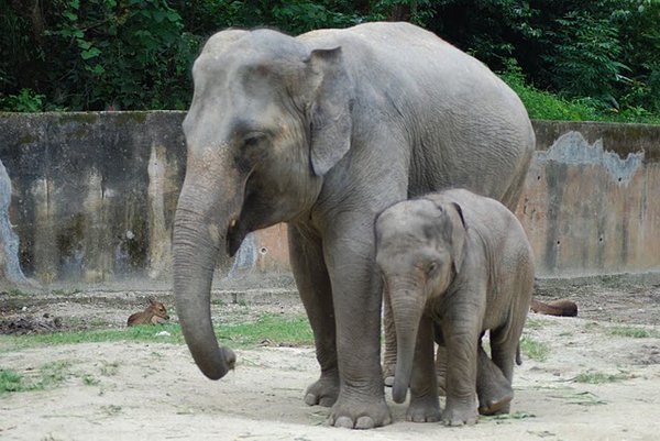 Baby and Mama Elephant