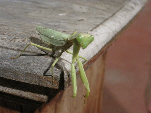 Praying mantis 