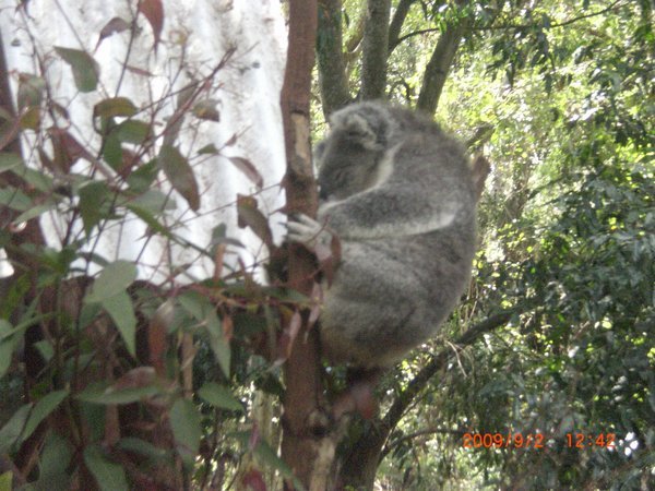 Koalabaer 