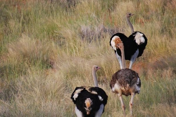 KGALAGADI TRANSFRONTIER PARK