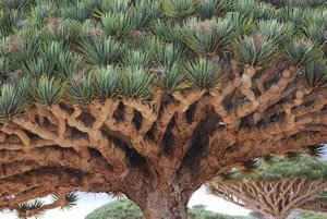 Day 2:Dragons blood tree at Fermehen mtns
