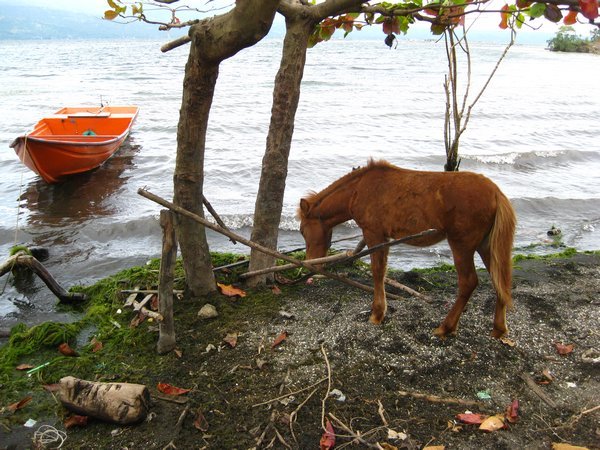 baby horse at the Taal shore