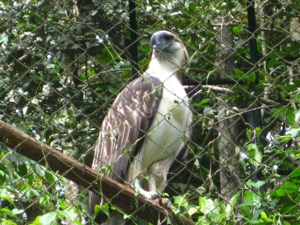Eagle conservation center