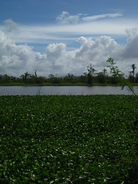 Agusan marshland sanctuary 