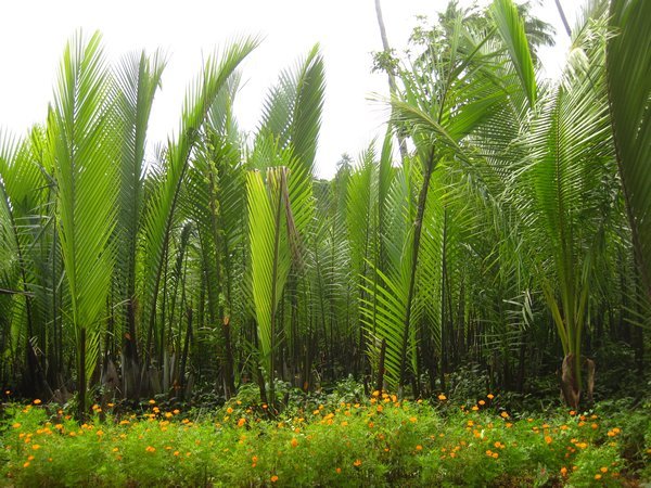 palm swamp