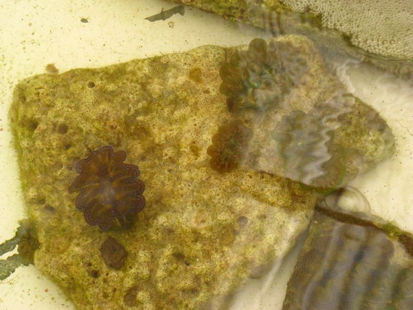 Cantaan:giant clam culture farm