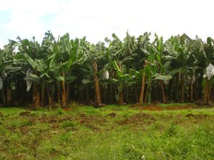 banana plantation, Impasugong