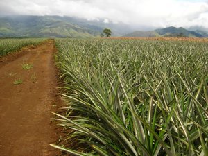 pineapple plantation, Impasugong