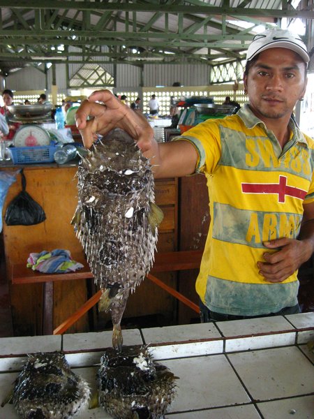 porcupine fish for sale, Kudat