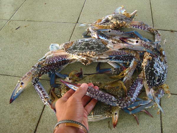 huge crabs