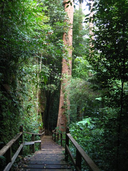 Peradayan forest recreation park