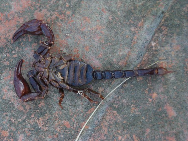 dead scorpion