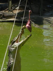 Jong's croc farm and zoo