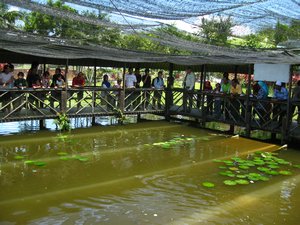 Jong's croc farm and zoo