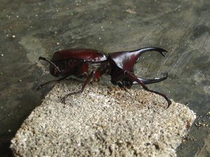 some beetle