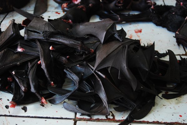 Tomohon market: bats