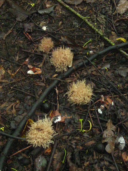 Tangkoko Nat'l Park