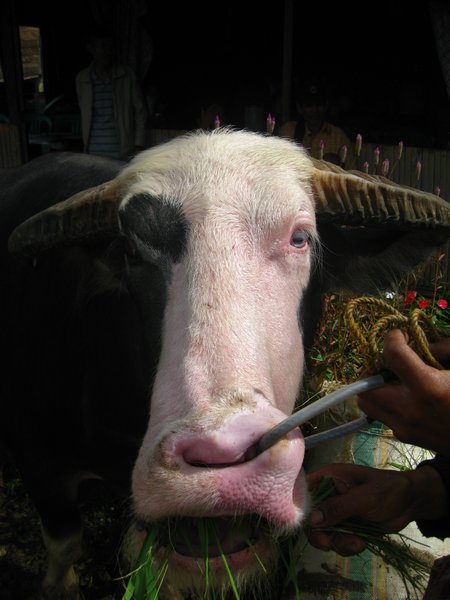 Bolu market, albino buffalo