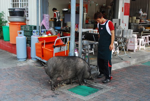 pet pig at Chikan street