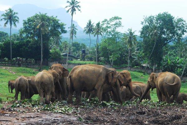 Pinnawala Elephant orphanage