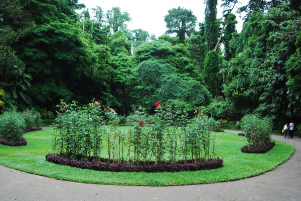 Peradeniya botanical garden