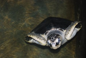 V.Hasselblad turtle hatchery, Kosgoda
