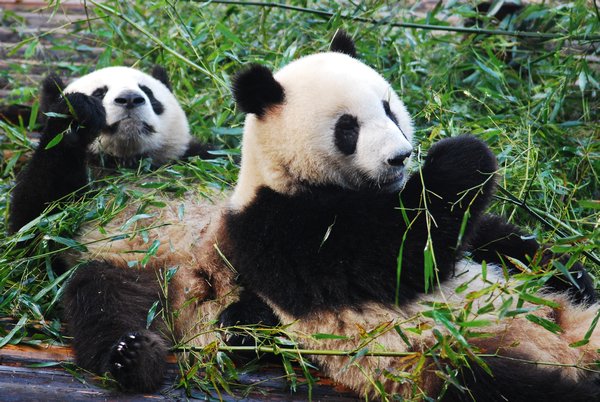 Panda orphanage