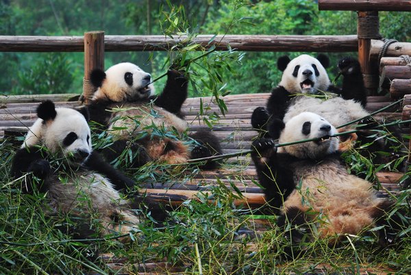 Panda orphanage