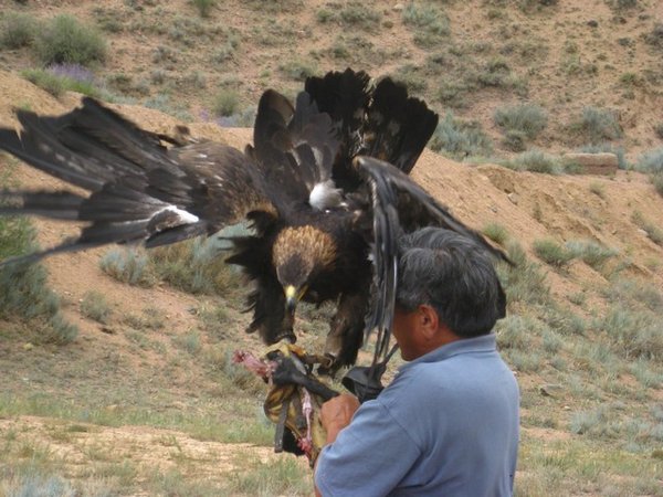 eagle hunting demo