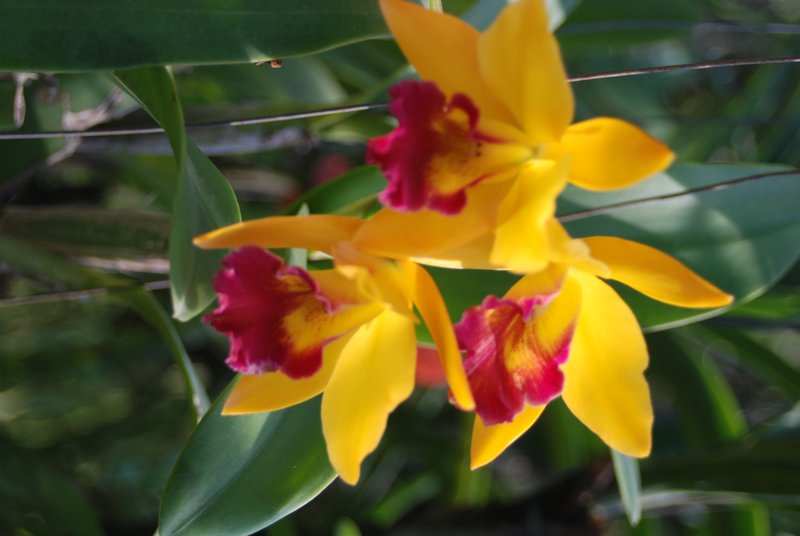 Chiang Mai Orchid farm