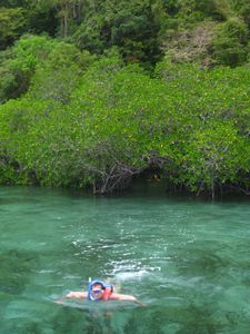 Sangat mangroves