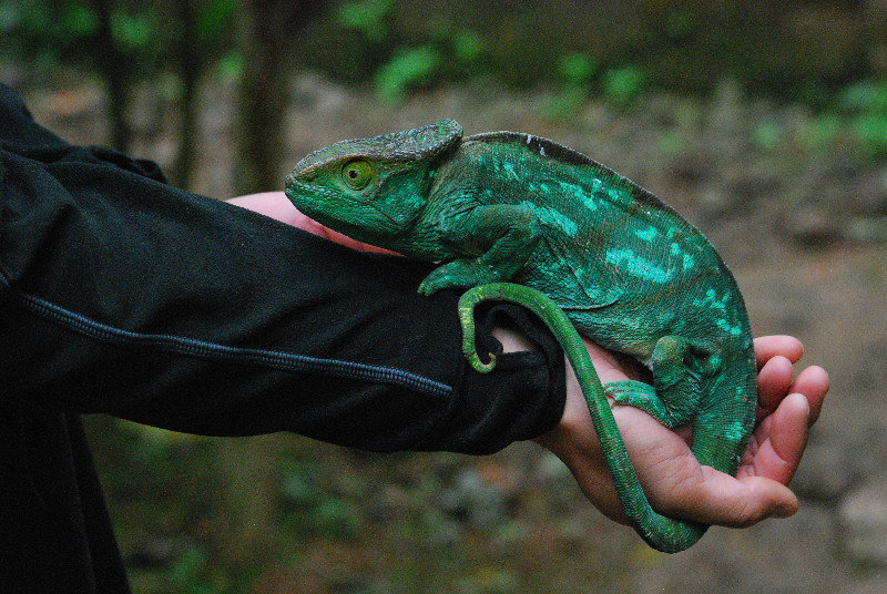 chameleon at Peireyras Farm