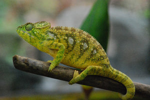 chameleon at Peireyras Farm
