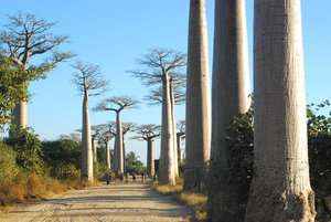 Avenue of baobabs