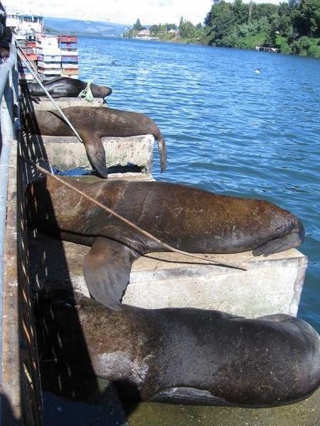 Sea Lions...